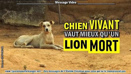 2020 1104 un chien vivant vaut mieux qu un lion mort minia1 450